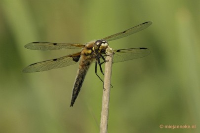 _DSC8114 Macro in de natuurtuin