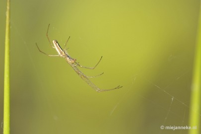 _DSC8138 Macro in de natuurtuin