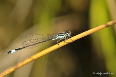 _DSC8156 Macro in de natuurtuin