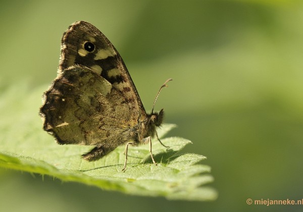 Natuurtuin