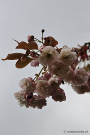 _DSC3619 Lente in Arcen