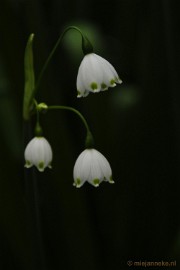 _DSC3697 Lente in Arcen