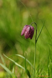 _DSC3723 Lente in Arcen