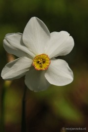_DSC3733 Lente in Arcen