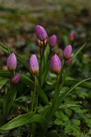 _DSC3755 Lente in Arcen