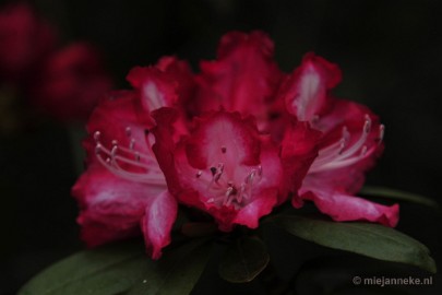 _DSC3774 Lente in Arcen