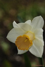 _DSC3784 Lente in Arcen