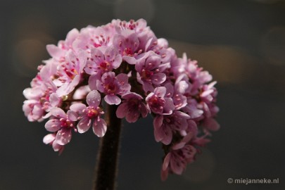 _DSC3842 Lente in Arcen