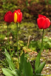 _DSC3884 Lente in Arcen