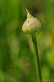 _DSC3898 Lente in Arcen