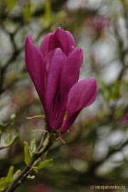 _DSC3944 Lente in Arcen