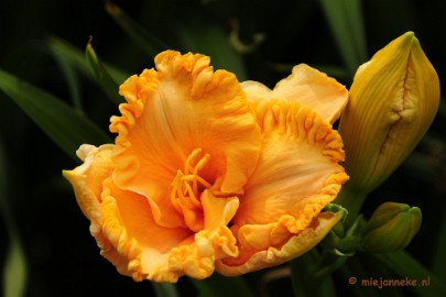 _DSC2001 Floriade 2012