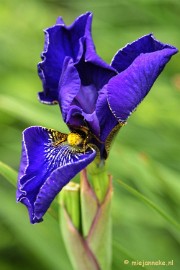 _DSC2006 Floriade 2012