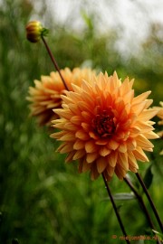 _DSC2070 Floriade 2012