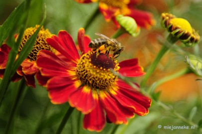 _DSC2082 Floriade 2012