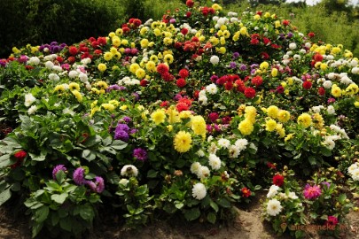_DSC2157 Floriade 2012