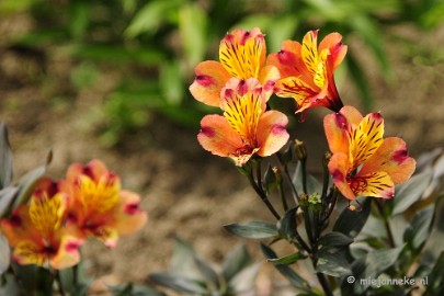 _DSC2164 Floriade 2012