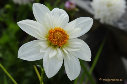 _DSC2227 Floriade 2012