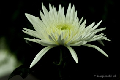 _DSC9244a Floriade 2012
