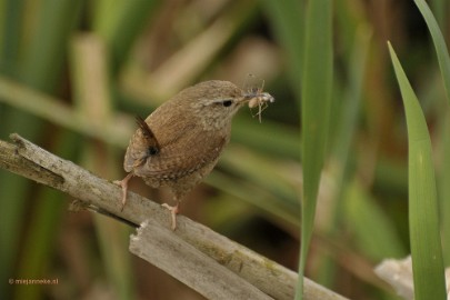 _DSC4135 Vogels