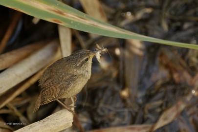 _DSC4170 Vogels