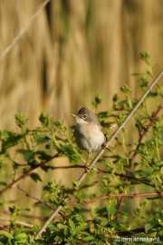 _DSC4272 Vogels