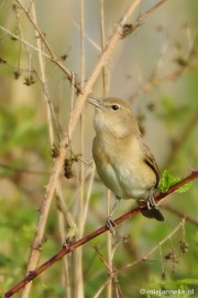 _DSC4278 Vogels