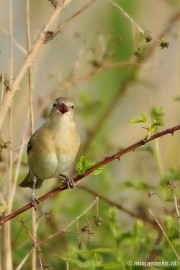 _DSC4284 Vogels