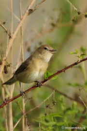 _DSC4296 Vogels