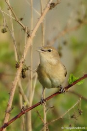 _DSC4297 Vogels