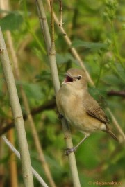 _DSC4334 Vogels