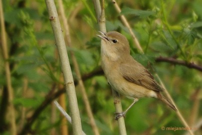 _DSC4336 Vogels