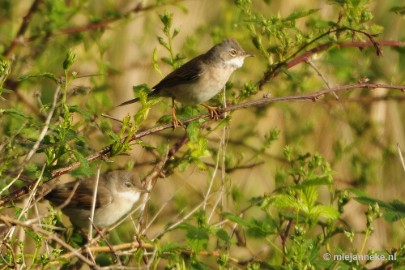 _DSC4385 Vogels