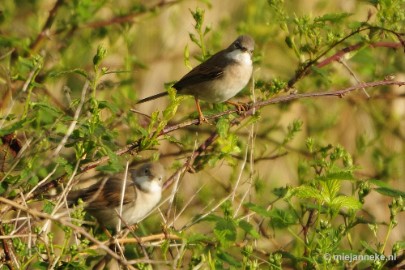 _DSC4405 Vogels