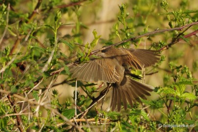 _DSC4410 Vogels