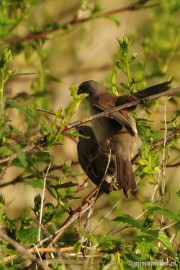 _DSC4413 Vogels