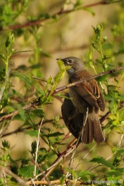 _DSC4414 Vogels