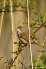 _DSC4418 Vogels