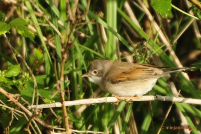 _DSC4432 Vogels