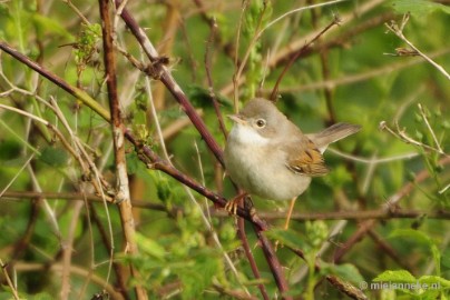 _DSC4445 Vogels