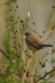 _DSC4458 Vogels