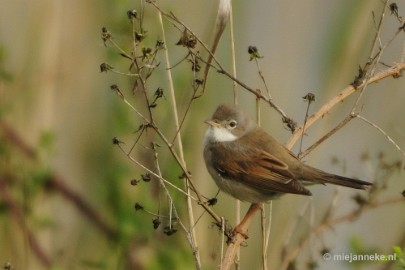 _DSC4468 Vogels