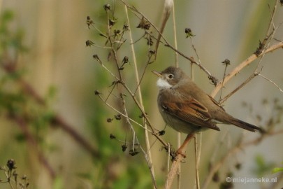 _DSC4471 Vogels