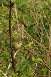 _DSC4494 Vogels