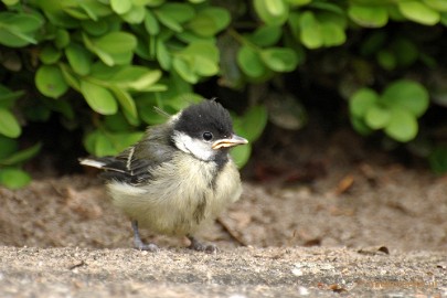 DSC_0324 Vogels