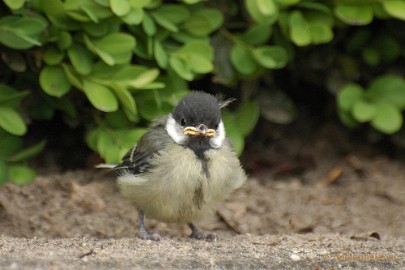 DSC_0330 Vogels