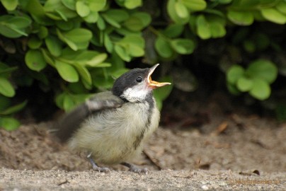 DSC_0332 Vogels