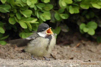 DSC_0334 Vogels