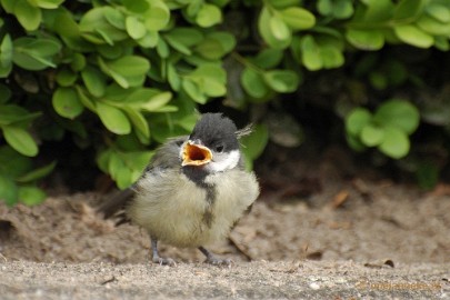 DSC_0337 Vogels