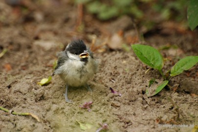 DSC_0352 Vogels